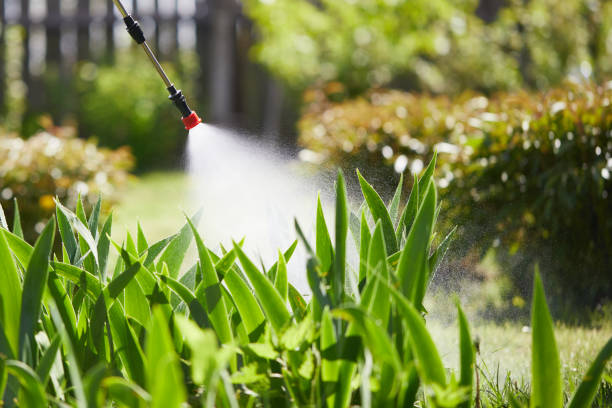 24/7 Emergency Termite Control experts in Bells, TX